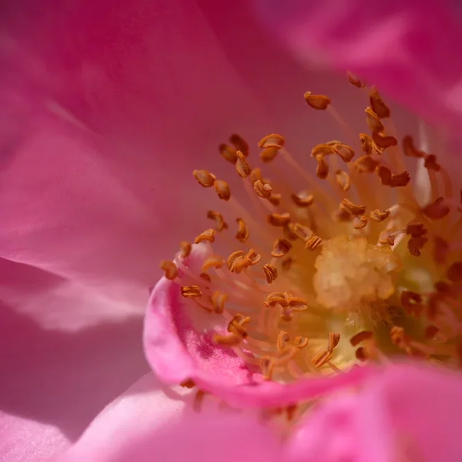 <strong>Flore #1351 - </strong> <small>© Rémy SALAÜN</small>