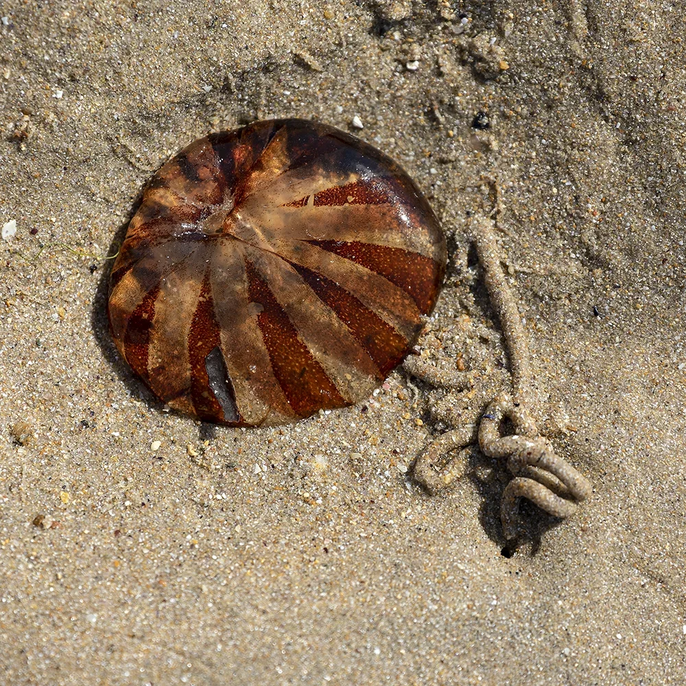<strong>Vue Sur Mer #739 - Erquy | 22</strong> <small>© Rémy SALAÜN</small>