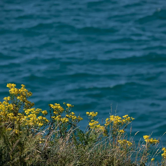 <strong>Vue Sur Mer #669 - Saint-Jacut-de-la-Mer | 22</strong> <small>© Rémy SALAÜN</small>