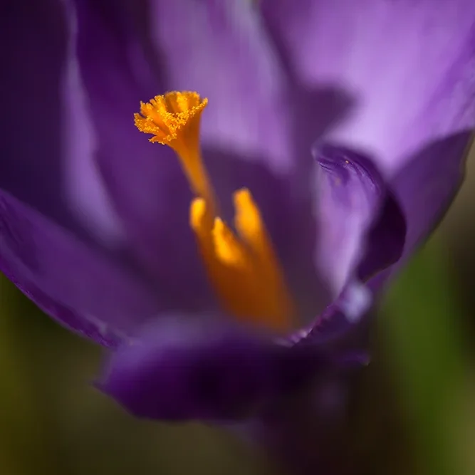<strong>Flore #1376 - </strong> <small>© Rémy SALAÜN</small>