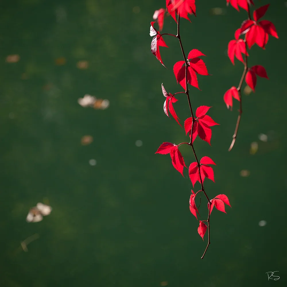 <strong>Flore #1373 - </strong> <small>© Rémy SALAÜN</small>