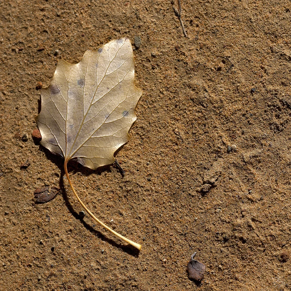 <strong>Flore #1470 - </strong> <small>© Rémy SALAÜN</small>