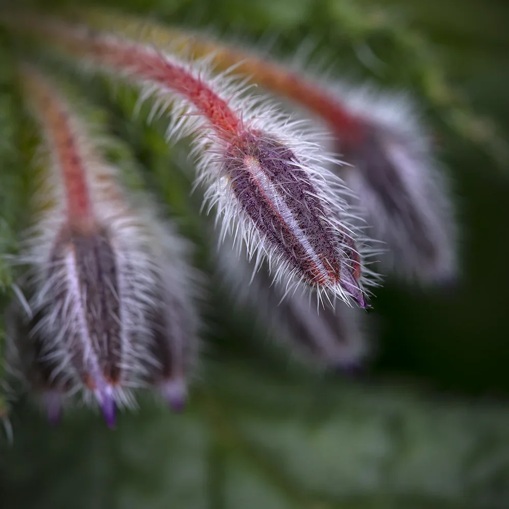 <strong>Flore #1365 - </strong> <small>© Rémy SALAÜN</small>