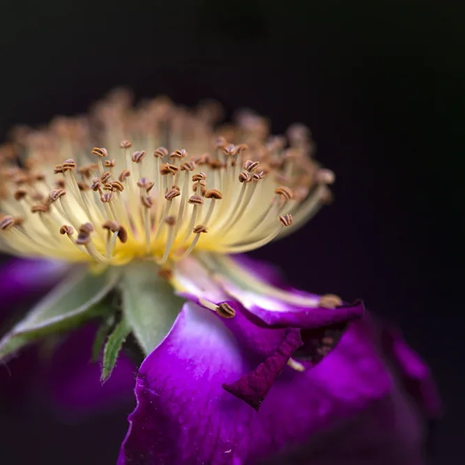 <strong>Flore #1369 - </strong> <small>© Rémy SALAÜN</small>