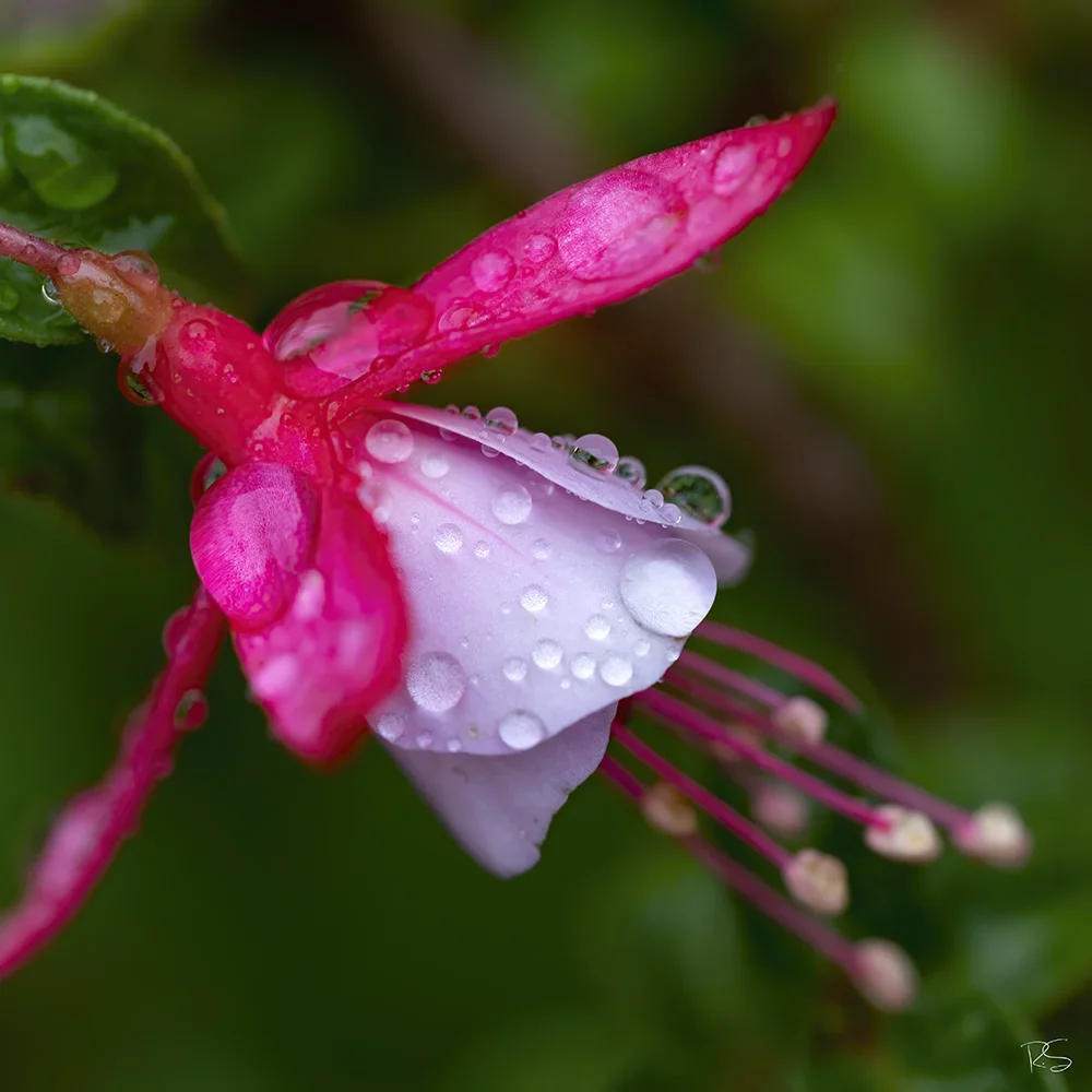 <strong>Après la Pluie #1242 - </strong> <small>© Rémy SALAÜN</small>