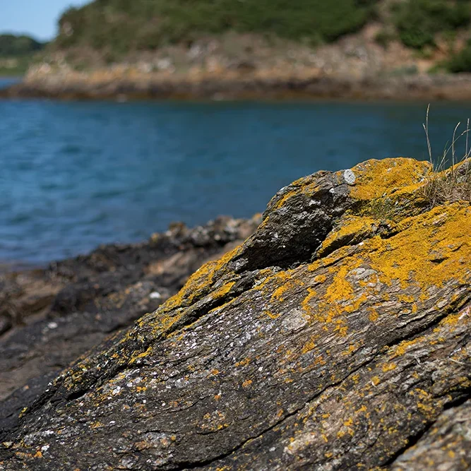 <strong>Vue Sur Mer #1775 - La Passagère | 35</strong> <small>© Rémy SALAÜN</small>