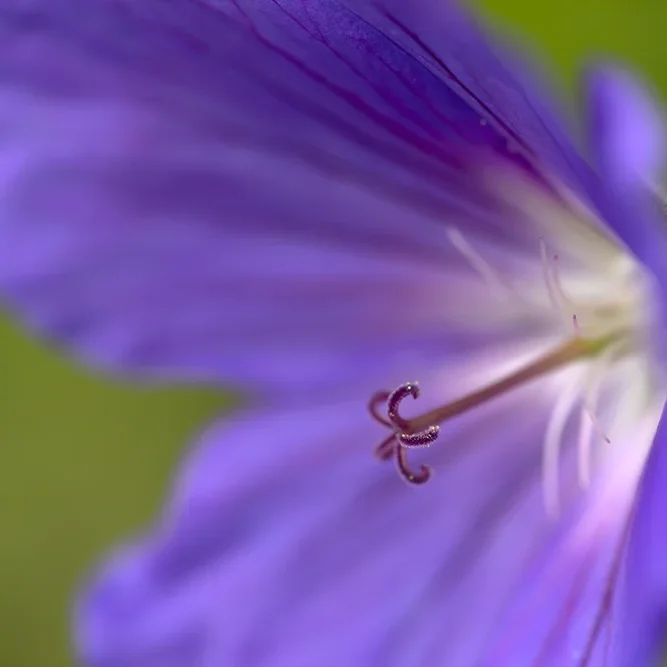 <strong>Flore #1399 - </strong> <small>© Rémy SALAÜN</small>