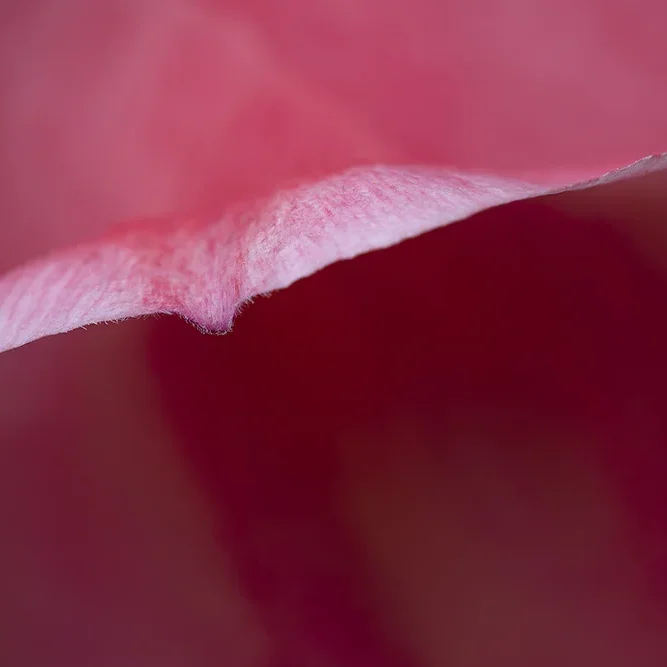 <strong>Flore #1367 - </strong> <small>© Rémy SALAÜN</small>