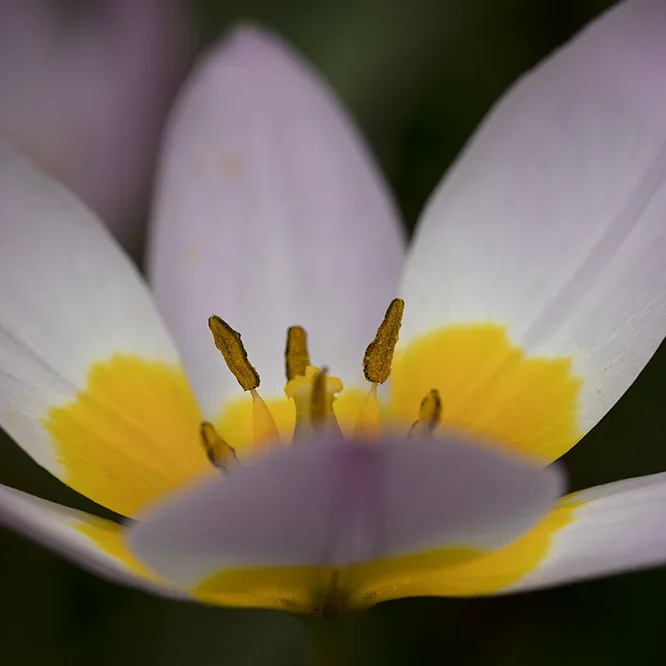 <strong>Flore #1368 - </strong> <small>© Rémy SALAÜN</small>