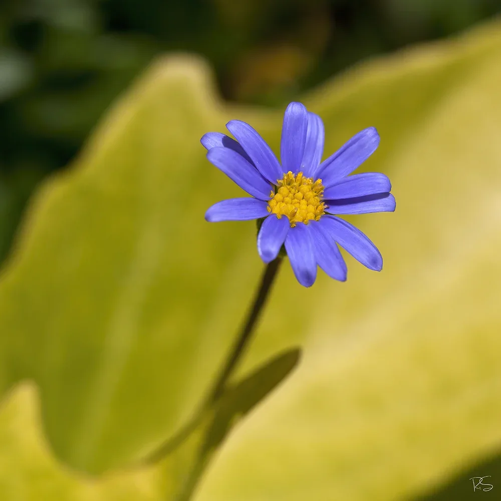 <strong>Flore #1514 - </strong> <small>© Rémy SALAÜN</small>