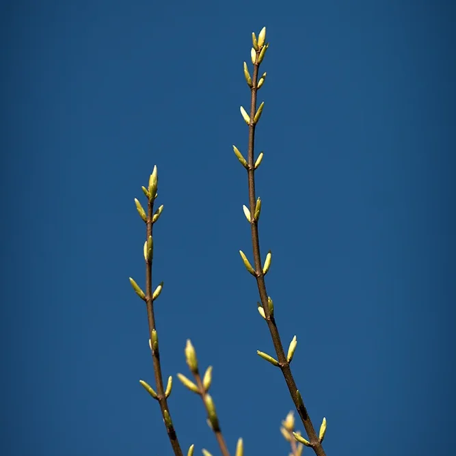 <strong>Flore #1482 - </strong> <small>© Rémy SALAÜN</small>