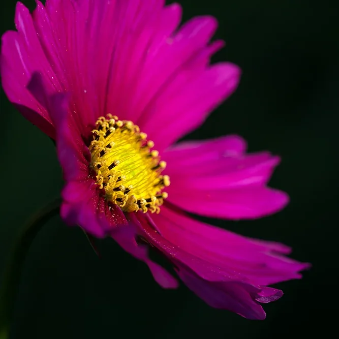 <strong>Flore #1402 - </strong> <small>© Rémy SALAÜN</small>