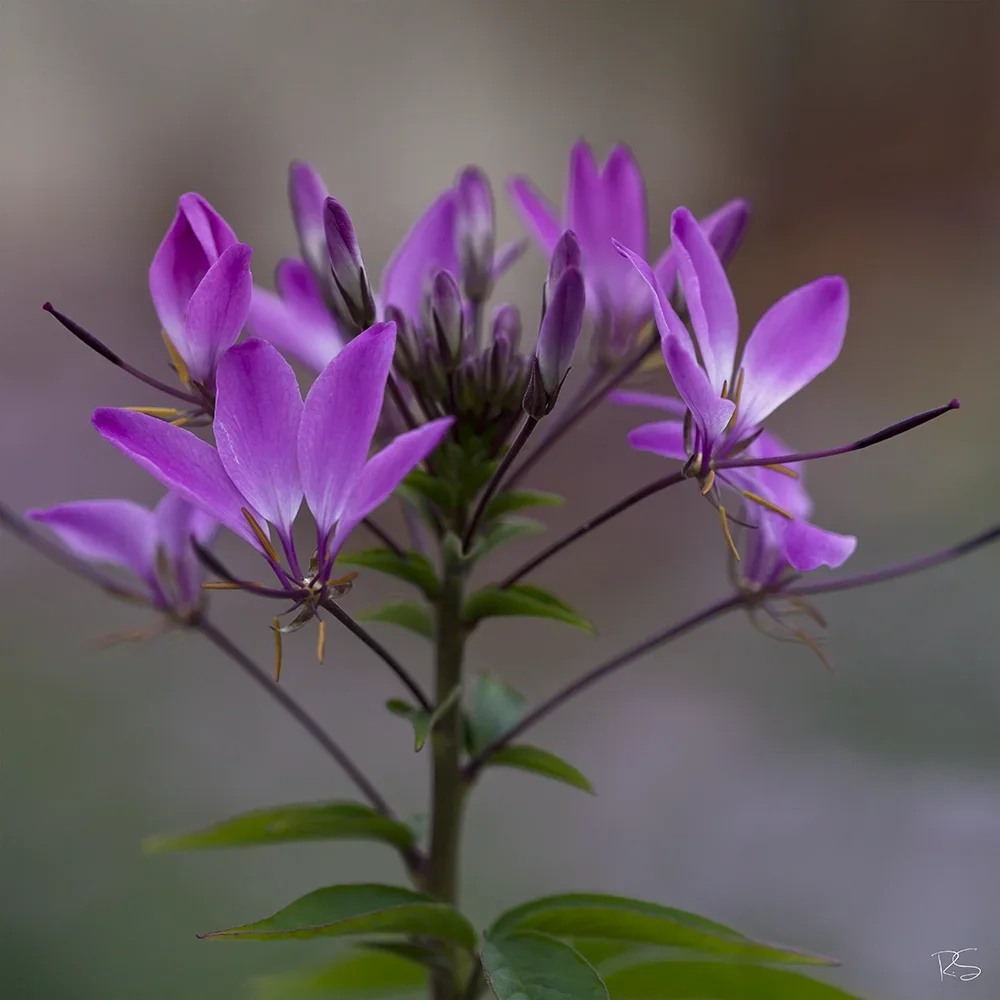<strong>Flore #1515 - </strong> <small>© Rémy SALAÜN</small>