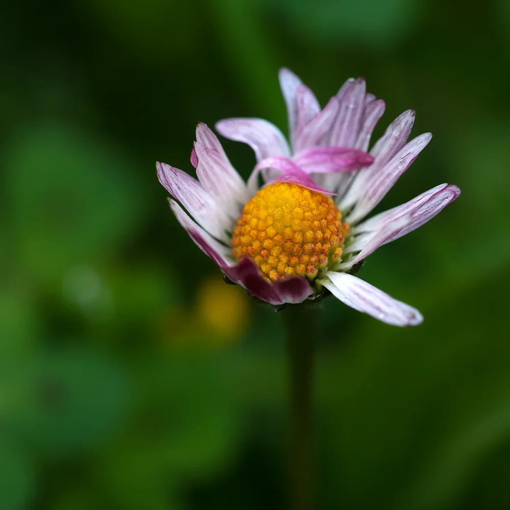<strong>Flore #1386 - </strong> <small>© Rémy SALAÜN</small>